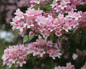 Kolkwitzia amabilis Pink Cloud 2.jpg