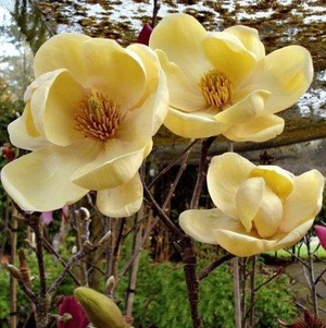 Magnolia Honey Tulip.jpg