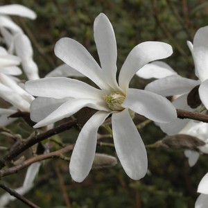 Magnolia kobus 1.jpg