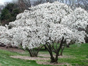 Magnolia kobus.jpg
