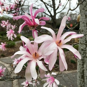 Magnolia stellata Rosea.jpg