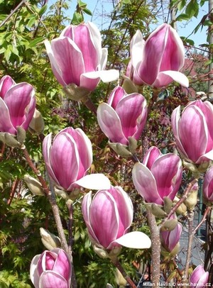 Magnolia x soulangeana Satisfaction 1.jpeg