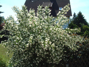 Philadelphus Schneesturm 1.jpg