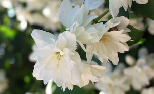 Philadelphus Schneesturm.jpg
