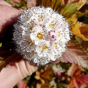 Physocarpus opulifolius Amber Jubilee 1.jpg