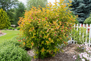 Physocarpus opulifolius Amber Jubilee.jpg
