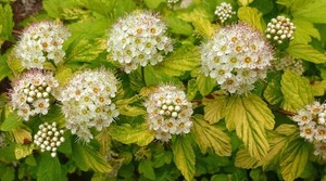 Physocarpus_opulifolius_Darts_Gold.jpg