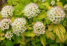Physocarpus opulifolius 'Dart's Gold' - rumenolistni mešičkar