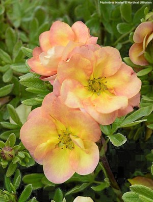 Potentila fruticosa Double Punch Peach.jpeg