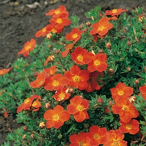 Potentila fruticosa Red Ace.jpg