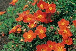 Potentilla fruticosa 'Red Ace' - grmasti petoprstnik