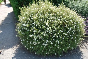 Potentilla fruticosa Abbotswood.jpg