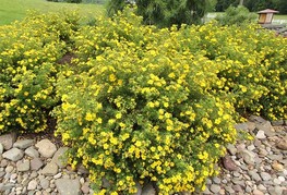 Potentilla fruticosa 'Goldfinger' - grmasti petoprstnik