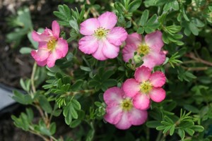Potentilla fruticosa Happy hearts Pink Star.jpg