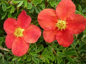Potentilla fruticosa Marian Red Robin.jpg