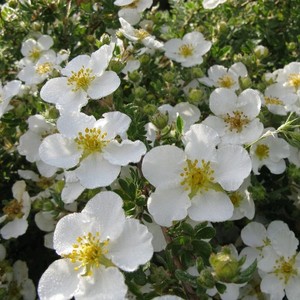 Potentilla fruticosa var. veitchii.jpg