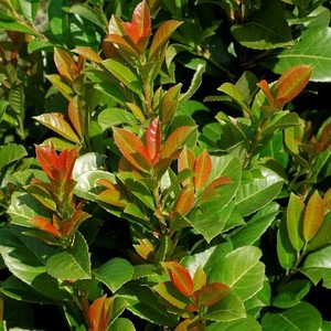 Prunus-laurocerasus-Etna.jpg