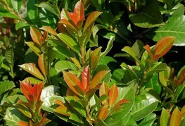 Prunus laurocerasus 'Etna®' (= P. laurocerasus 'Anbri') - lovorikovec