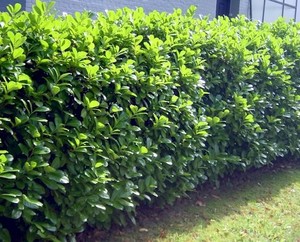 Prunus-laurocerasus-novita.jpg