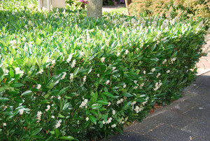 Prunus_laurocerasus_Otto_Luyken.JPG