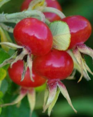Rosa rugosa 1.jpg