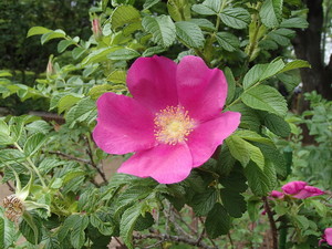 Rosa rugosa.jpg