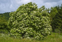 Sambucus nigra - črni bezeg