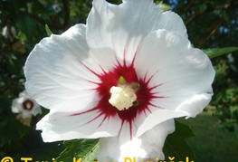 Hibiscus syriacus 'Red Heart' - hibiskus, oslez