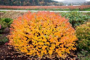 Spiraea betulifolia Tor 1.jpg