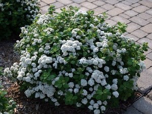 Spiraea betulifolia Tor.jpg