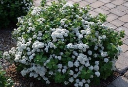 Spiraea betulifolia 'Tor' - brezavolistna medvejka