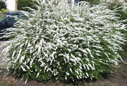 Spiraea cinerea 'Grefsheim' - pepelnato siva medvejka