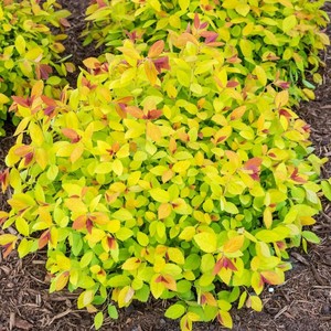 Spiraea japonica Magic Carpet.jpg