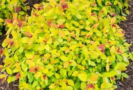 Spiraea japonica 'Magic Carpet®' (= S. japonica 'Walbuma') -  japonska mala zlatolistna medvejka