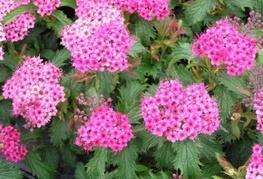 Spiraea japonica 'Crispa' - japonska medvejka