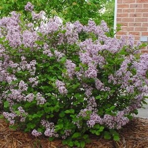 Syringa meyeri Palibin 1.jpg