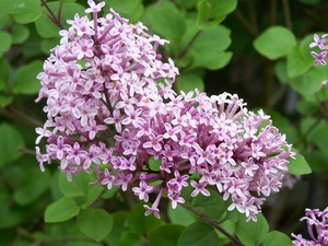 Syringa meyeri Palibin.jpg