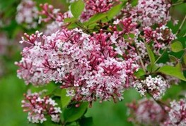 Syringa microphylla 'Superba' - drobnolistni bezeg