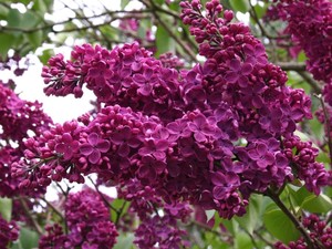 Syringa vulgaris Andenken an Ludwig Spath.jpg