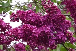 Syringa vulgaris 'Andenken an Ludwig Späth' - španski bezeg