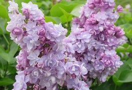 Syringa vulgaris 'Michel Buchner' - španski bezeg