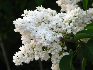 Syringa vulgaris Mme Lemoine.jpg