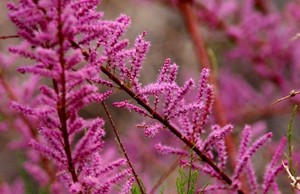 Tamarix ramosissima Rubra.jpg