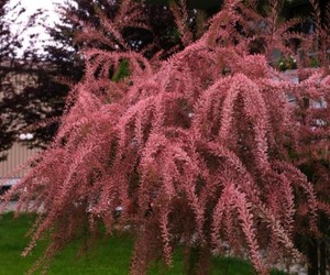 Tamarix tetrandra.jpg