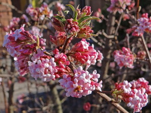 Viburnum farreri.jpg