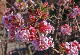 Viburnum farreri (= V. fragrans) - dehteča brogovita