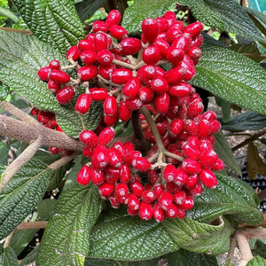 Viburnum rhytidophyllum Holland 1.jpg