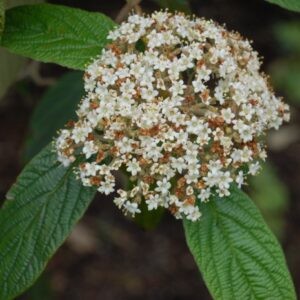 Viburnum rhytidophyllum Holland.jpg