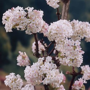 Viburnum x bodnantense Charles Lemont.jpg