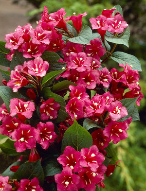 Weigela Bristol Ruby.jpg